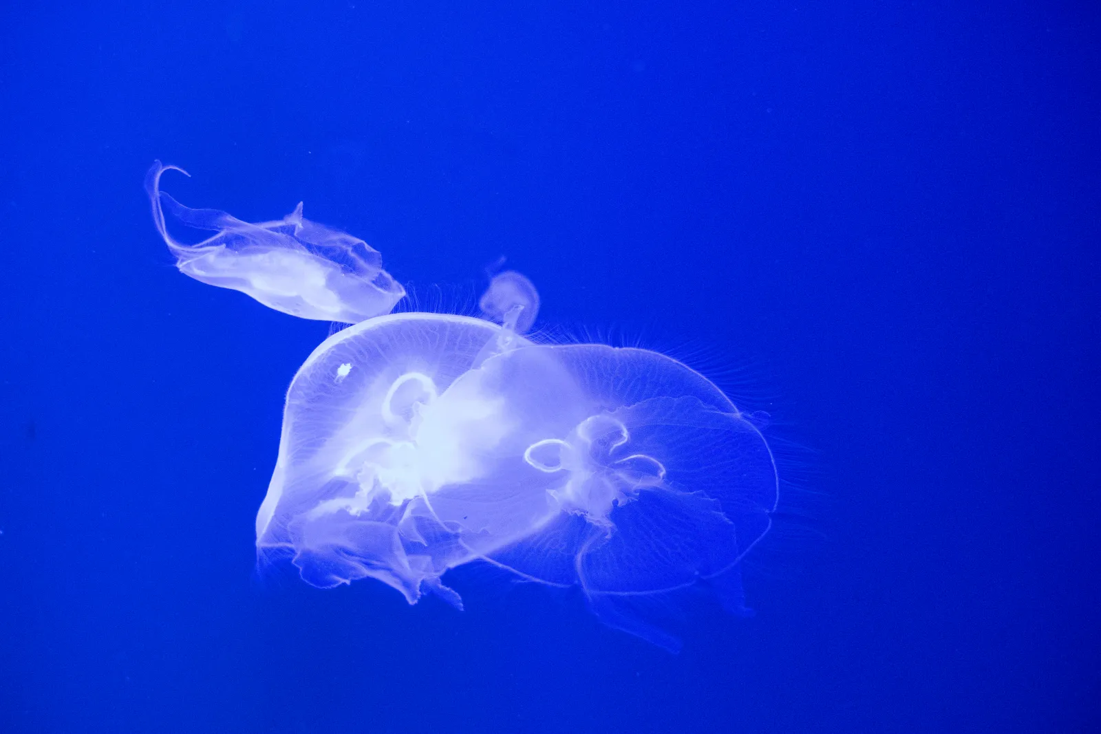 Jellyfish tank